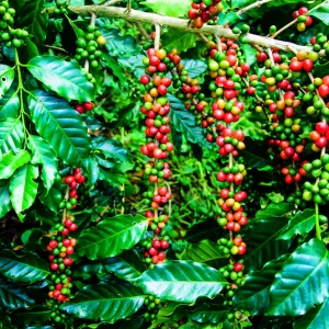 Organic Coffee Beans