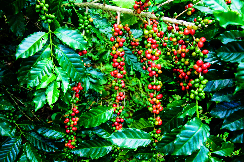 Organic Coffee Beans